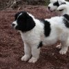 Chiot Landseer Faun et Combo z laderova
